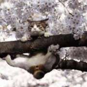 ヒメ日記 2025/03/20 09:05 投稿 田辺 ちか 30代40代50代と遊ぶなら博多人妻専科24時