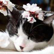 ヒメ日記 2025/03/21 09:32 投稿 田辺 ちか 30代40代50代と遊ぶなら博多人妻専科24時