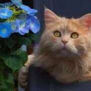 ヒメ日記 2025/06/02 09:16 投稿 田辺 ちか 30代40代50代と遊ぶなら博多人妻専科24時