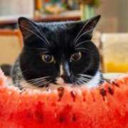 ヒメ日記 2025/08/05 09:12 投稿 田辺 ちか 30代40代50代と遊ぶなら博多人妻専科24時