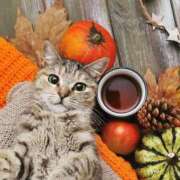 田辺 ちか 出勤予定👀 30代40代50代と遊ぶなら博多人妻専科24時