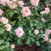 ヒメ日記 2024/12/08 15:56 投稿 戸田 里美 30代40代50代と遊ぶなら博多人妻専科24時