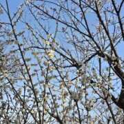 ヒメ日記 2025/03/01 17:43 投稿 まりん 逢って30秒で即尺