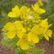 ヒメ日記 2025/04/20 18:08 投稿 まりん 逢って30秒で即尺