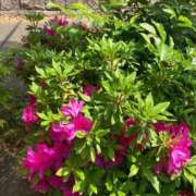 ヒメ日記 2025/04/27 13:09 投稿 まりん 逢って30秒で即尺