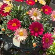 ヒメ日記 2025/06/16 13:45 投稿 まりん 逢って30秒で即尺