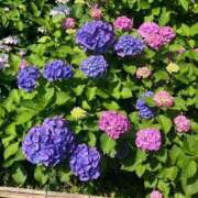 ヒメ日記 2025/06/23 18:43 投稿 まりん 逢って30秒で即尺