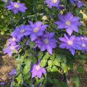 ヒメ日記 2025/06/29 20:02 投稿 まりん 逢って30秒で即尺