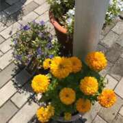 ヒメ日記 2025/09/27 08:38 投稿 まりん 逢って30秒で即尺