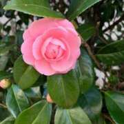 ヒメ日記 2025/03/18 10:05 投稿 あけみ 熟女総本店