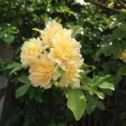 ヒメ日記 2025/05/12 22:45 投稿 あけみ 熟女総本店