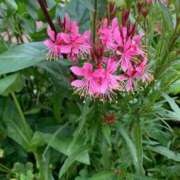 ヒメ日記 2025/05/23 10:11 投稿 あけみ 熟女総本店