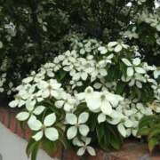 ヒメ日記 2025/06/05 00:25 投稿 あけみ 熟女総本店