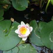 ヒメ日記 2025/06/24 10:25 投稿 あけみ 熟女総本店