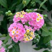 ヒメ日記 2025/07/04 12:55 投稿 あけみ 熟女総本店