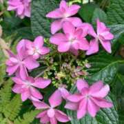 ヒメ日記 2025/07/17 11:25 投稿 あけみ 熟女総本店