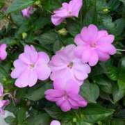 ヒメ日記 2025/07/22 10:05 投稿 あけみ 熟女総本店