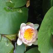 ヒメ日記 2025/07/22 22:55 投稿 あけみ 熟女総本店