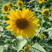 ヒメ日記 2025/08/31 22:45 投稿 あけみ 熟女総本店