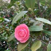 ヒメ日記 2026/02/25 16:52 投稿 あけみ 熟女総本店