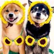 ヒメ日記 2025/11/04 11:38 投稿 はるみ 実録！おとなのわいせつ倶楽部