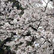 ヒメ日記 2025/04/06 11:31 投稿 ひな BAD COMPANY（バッドカンパニー）