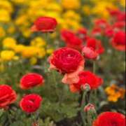 ヒメ日記 2025/04/26 15:05 投稿 ひな BAD COMPANY（バッドカンパニー）