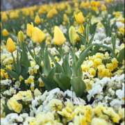 ヒメ日記 2025/04/27 14:24 投稿 ひな BAD COMPANY（バッドカンパニー）