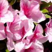 ヒメ日記 2025/05/11 14:02 投稿 ひな BAD COMPANY（バッドカンパニー）