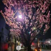 ヒメ日記 2025/04/22 18:38 投稿 ふみ 人妻小旅行～神奈川県央編