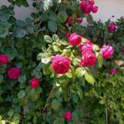 ヒメ日記 2025/05/12 19:20 投稿 たかこ 妻天 梅田店