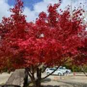 ヒメ日記 2025/11/16 08:59 投稿 たかこ 妻天 梅田店