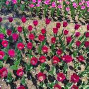 ヒメ日記 2026/04/03 19:29 投稿 たかこ 妻天 梅田店