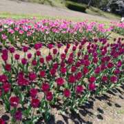 ヒメ日記 2026/04/05 07:57 投稿 たかこ 妻天 梅田店