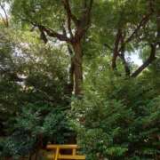 ヒメ日記 2025/07/23 09:45 投稿 さきの もしも素敵な妻が指輪をはずしたら・・・