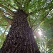 ヒメ日記 2025/07/24 09:46 投稿 さきの もしも素敵な妻が指輪をはずしたら・・・