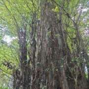 ヒメ日記 2025/08/18 09:40 投稿 さきの もしも素敵な妻が指輪をはずしたら・・・