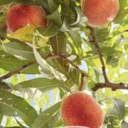 ヒメ日記 2025/07/16 00:20 投稿 かすみ もしも素敵な妻が指輪をはずしたら・・・