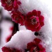 ヒメ日記 2025/01/01 08:40 投稿 こい 妻天 日本橋店