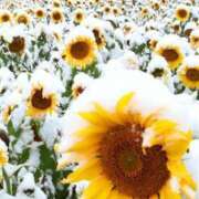 ヒメ日記 2025/01/29 14:46 投稿 こい 妻天 日本橋店