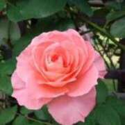 ヒメ日記 2025/05/01 08:30 投稿 こい 妻天 日本橋店