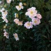 ヒメ日記 2025/06/01 10:01 投稿 こい 妻天 日本橋店