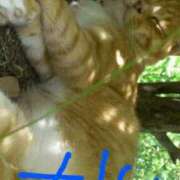 ヒメ日記 2025/07/24 14:32 投稿 こい 妻天 日本橋店