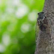 ヒメ日記 2025/07/31 20:45 投稿 こい 妻天 日本橋店