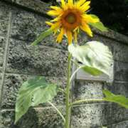 ヒメ日記 2025/08/07 20:28 投稿 こい 妻天 日本橋店