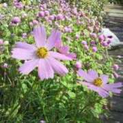 ヒメ日記 2025/11/01 07:34 投稿 こい 妻天 日本橋店