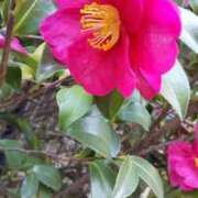 ヒメ日記 2025/12/06 09:49 投稿 こい 妻天 日本橋店