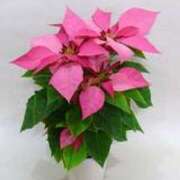 ヒメ日記 2025/12/06 22:13 投稿 こい 妻天 日本橋店