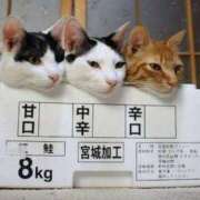 ヒメ日記 2026/02/19 18:33 投稿 こい 妻天 日本橋店