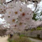 ヒメ日記 2026/03/31 19:17 投稿 こい 妻天 日本橋店